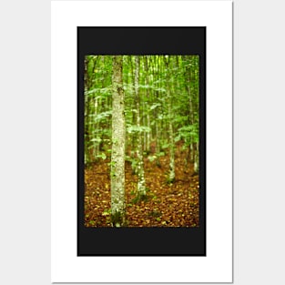 Hornbeam forest on summer Posters and Art